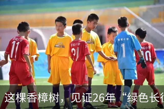 这棵香樟树，见证26年“绿色长征”